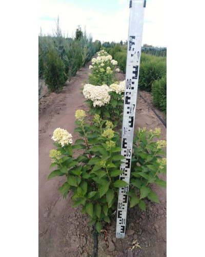 Гортензія волотиста Лаймлайт PBR/® | Hydrangea paniculata Limelight PBR/® | Гортензия метельчатая Лаймлайт PBR/®