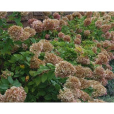Гортензія волотиста Лаймлайт PBR/® | Hydrangea paniculata Limelight PBR/® | Гортензия метельчатая Лаймлайт PBR/®