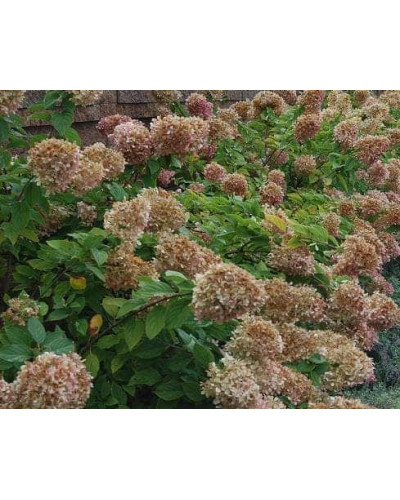 Гортензія волотиста Лаймлайт PBR/® | Hydrangea paniculata Limelight PBR/® | Гортензия метельчатая Лаймлайт PBR/®