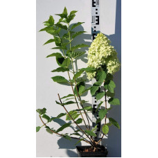 Гортензія волотиста Лаймлайт PBR/® | Hydrangea paniculata Limelight PBR/® | Гортензия метельчатая Лаймлайт PBR/®