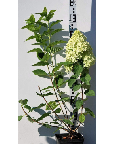 Гортензія волотиста Лаймлайт PBR/® | Hydrangea paniculata Limelight PBR/® | Гортензия метельчатая Лаймлайт PBR/®