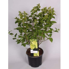 Гортензія волотиста Лаймлайт PBR/® | Hydrangea paniculata Limelight PBR/® | Гортензия метельчатая Лаймлайт PBR/®