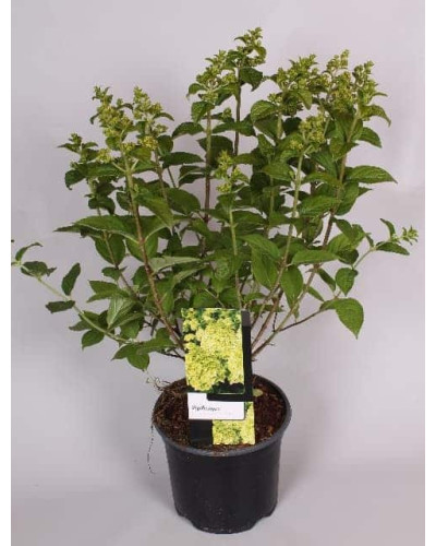 Гортензія волотиста Лаймлайт PBR/® | Hydrangea paniculata Limelight PBR/® | Гортензия метельчатая Лаймлайт PBR/®