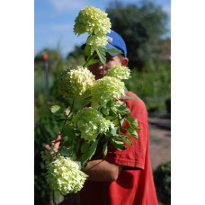 Гортензія волотиста Лаймлайт PBR/® | Hydrangea paniculata Limelight PBR/® | Гортензия метельчатая Лаймлайт PBR/®