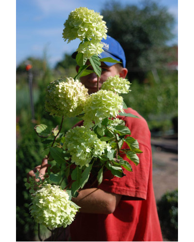 Гортензія волотиста Лаймлайт PBR/® | Hydrangea paniculata Limelight PBR/® | Гортензия метельчатая Лаймлайт PBR/®
