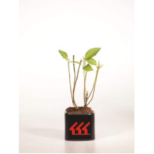 Гортензія волотиста Лаймлайт PBR/® | Hydrangea paniculata Limelight PBR/® | Гортензия метельчатая Лаймлайт PBR/®