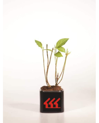 Гортензія волотиста Лаймлайт PBR/® | Hydrangea paniculata Limelight PBR/® | Гортензия метельчатая Лаймлайт PBR/®