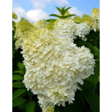 Гортензія волотиста Лаймлайт PBR/® | Hydrangea paniculata Limelight PBR/® | Гортензия метельчатая Лаймлайт PBR/®
