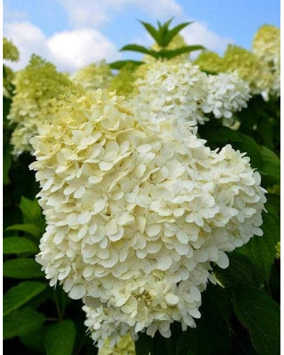 Гортензія волотиста Лаймлайт PBR/® | Hydrangea paniculata Limelight PBR/® | Гортензия метельчатая Лаймлайт PBR/®