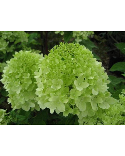 Гортензія волотиста Лаймлайт PBR/® | Hydrangea paniculata Limelight PBR/® | Гортензия метельчатая Лаймлайт PBR/®