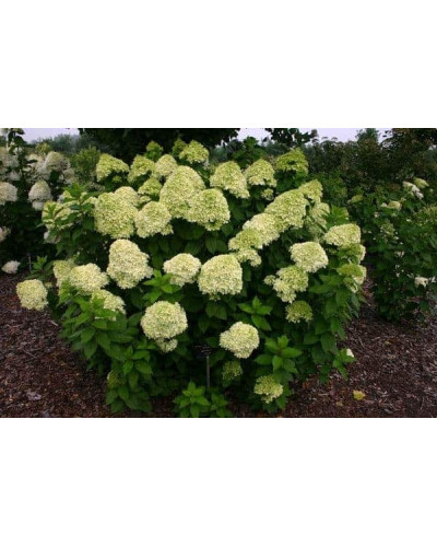 Гортензія волотиста Лаймлайт PBR/® | Hydrangea paniculata Limelight PBR/® | Гортензия метельчатая Лаймлайт PBR/®