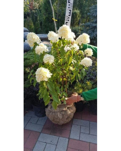 Гортензія волотиста Лаймлайт PBR/® | Hydrangea paniculata Limelight PBR/® | Гортензия метельчатая Лаймлайт PBR/®