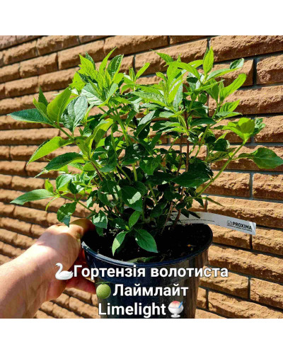 Гортензія волотиста Лаймлайт PBR/® | Hydrangea paniculata Limelight PBR/® | Гортензия метельчатая Лаймлайт PBR/®