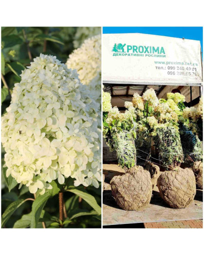 Гортензія волотиста Лаймлайт PBR/® | Hydrangea paniculata Limelight PBR/® | Гортензия метельчатая Лаймлайт PBR/®