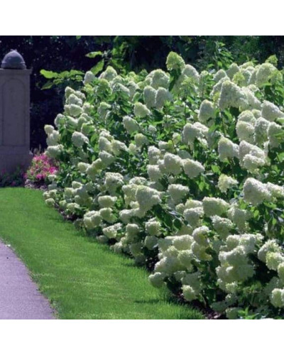 Гортензія волотиста Лаймлайт PBR/® | Hydrangea paniculata Limelight PBR/® | Гортензия метельчатая Лаймлайт PBR/®