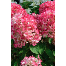 Гортензія волотиста Даймонд Руж ® / Рендіа ® | Hydrangea paniculata Diamant Rouge ® / Rendia ®| Гортензия метельчатая Даймонд Руж ® / Рендиа ®