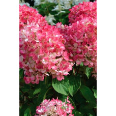 Гортензія волотиста Даймонд Руж ® / Рендіа ® | Hydrangea paniculata Diamant Rouge ® / Rendia ®| Гортензия метельчатая Даймонд Руж ® / Рендиа ®