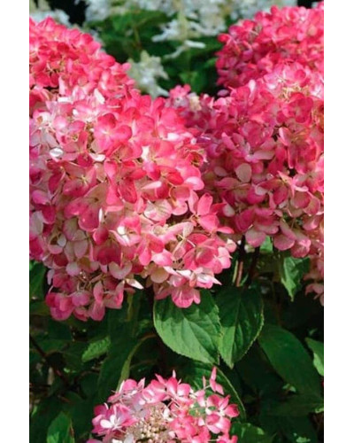 Гортензія волотиста Даймонд Руж ® / Рендіа ® | Hydrangea paniculata Diamant Rouge ® / Rendia ®| Гортензия метельчатая Даймонд Руж ® / Рендиа ®