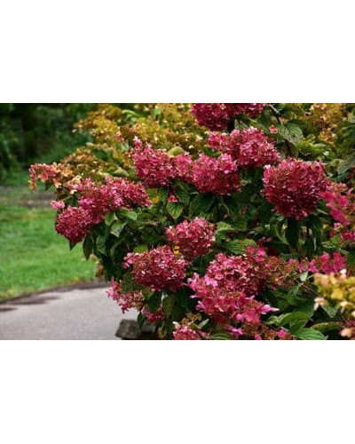 Гортензія волотиста Даймонд Руж ® / Рендіа ® | Hydrangea paniculata Diamant Rouge ® / Rendia ®| Гортензия метельчатая Даймонд Руж ® / Рендиа ®
