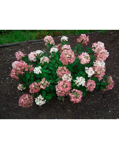 Гортензія волотиста Даймонд Руж ® / Рендіа ® | Hydrangea paniculata Diamant Rouge ® / Rendia ®| Гортензия метельчатая Даймонд Руж ® / Рендиа ®