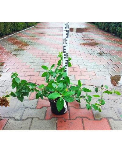 Гортензія волотиста Даймонд Руж ® / Рендіа ® | Hydrangea paniculata Diamant Rouge ® / Rendia ®| Гортензия метельчатая Даймонд Руж ® / Рендиа ®