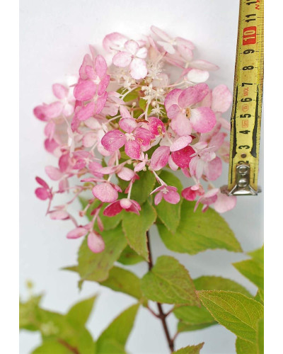 Гортензія волотиста Даймонд Руж ® / Рендіа ® | Hydrangea paniculata Diamant Rouge ® / Rendia ®| Гортензия метельчатая Даймонд Руж ® / Рендиа ®