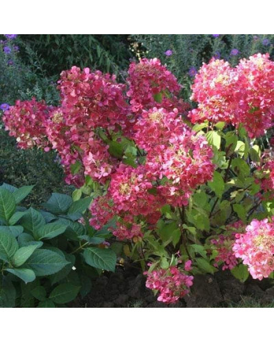 Гортензія волотиста Даймонд Руж ® / Рендіа ® | Hydrangea paniculata Diamant Rouge ® / Rendia ®| Гортензия метельчатая Даймонд Руж ® / Рендиа ®