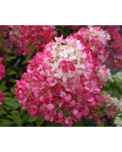 Гортензія волотиста Даймонд Руж ® / Рендіа ® | Hydrangea paniculata Diamant Rouge ® / Rendia ®| Гортензия метельчатая Даймонд Руж ® / Рендиа ®