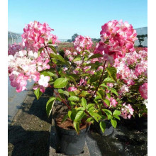 Гортензія волотиста Даймонд Руж ® / Рендіа ® | Hydrangea paniculata Diamant Rouge ® / Rendia ®| Гортензия метельчатая Даймонд Руж ® / Рендиа ®