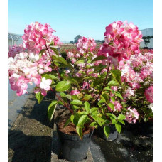 Гортензія волотиста Даймонд Руж ® / Рендіа ® | Hydrangea paniculata Diamant Rouge ® / Rendia ®| Гортензия метельчатая Даймонд Руж ® / Рендиа ®