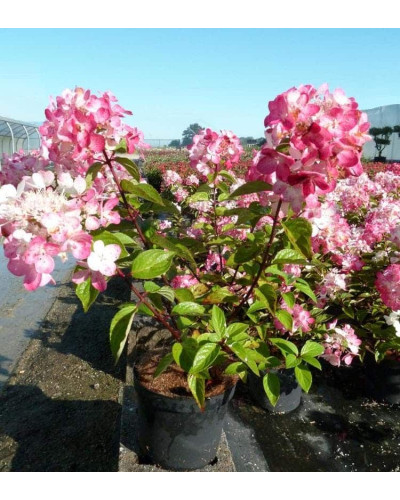 Гортензія волотиста Даймонд Руж ® / Рендіа ® | Hydrangea paniculata Diamant Rouge ® / Rendia ®| Гортензия метельчатая Даймонд Руж ® / Рендиа ®