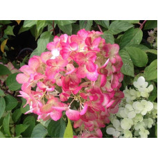 Гортензія волотиста Даймонд Руж ® / Рендіа ® | Hydrangea paniculata Diamant Rouge ® / Rendia ®| Гортензия метельчатая Даймонд Руж ® / Рендиа ®