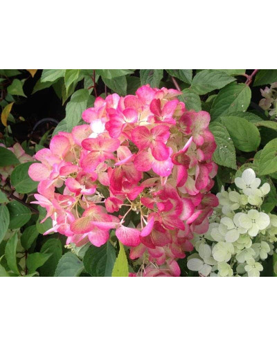 Гортензія волотиста Даймонд Руж ® / Рендіа ® | Hydrangea paniculata Diamant Rouge ® / Rendia ®| Гортензия метельчатая Даймонд Руж ® / Рендиа ®