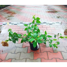 Гортензія волотиста Даймонд Руж ® / Рендіа ® | Hydrangea paniculata Diamant Rouge ® / Rendia ®| Гортензия метельчатая Даймонд Руж ® / Рендиа ®