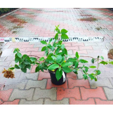 Гортензія волотиста Даймонд Руж ® / Рендіа ® | Hydrangea paniculata Diamant Rouge ® / Rendia ®| Гортензия метельчатая Даймонд Руж ® / Рендиа ®