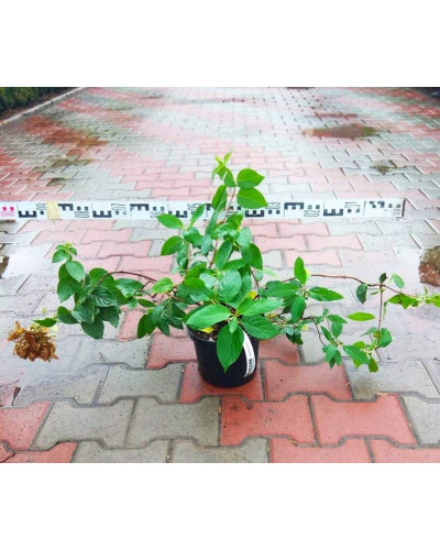 Гортензія волотиста Даймонд Руж ® / Рендіа ® | Hydrangea paniculata Diamant Rouge ® / Rendia ®| Гортензия метельчатая Даймонд Руж ® / Рендиа ®