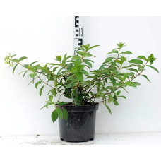 Гортензія волотиста Даймонд Руж ® / Рендіа ® | Hydrangea paniculata Diamant Rouge ® / Rendia ®| Гортензия метельчатая Даймонд Руж ® / Рендиа ®