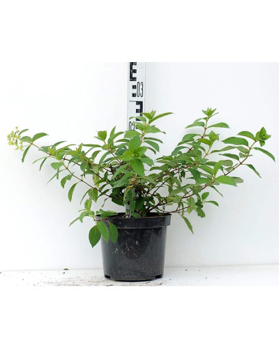 Гортензія волотиста Даймонд Руж ® / Рендіа ® | Hydrangea paniculata Diamant Rouge ® / Rendia ®| Гортензия метельчатая Даймонд Руж ® / Рендиа ®