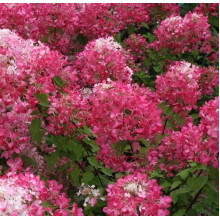 Гортензія волотиста Даймонд Руж ® / Рендіа ® | Hydrangea paniculata Diamant Rouge ® / Rendia ®| Гортензия метельчатая Даймонд Руж ® / Рендиа ®