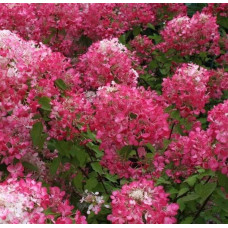 Гортензія волотиста Даймонд Руж ® / Рендіа ® | Hydrangea paniculata Diamant Rouge ® / Rendia ®| Гортензия метельчатая Даймонд Руж ® / Рендиа ®
