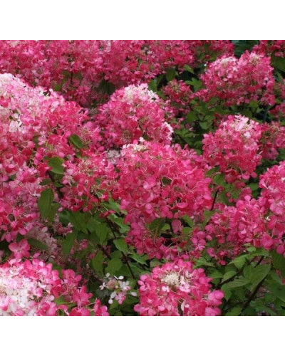 Гортензія волотиста Даймонд Руж ® / Рендіа ® | Hydrangea paniculata Diamant Rouge ® / Rendia ®| Гортензия метельчатая Даймонд Руж ® / Рендиа ®