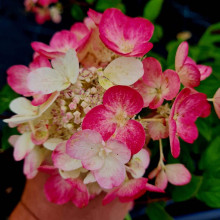 Гортензія волотиста Даймонд Руж ® / Рендіа ® | Hydrangea paniculata Diamant Rouge ® / Rendia ®| Гортензия метельчатая Даймонд Руж ® / Рендиа ®