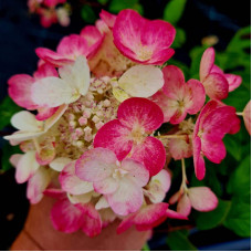 Гортензія волотиста Даймонд Руж ® / Рендіа ® | Hydrangea paniculata Diamant Rouge ® / Rendia ®| Гортензия метельчатая Даймонд Руж ® / Рендиа ®