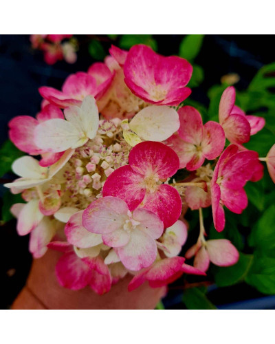 Гортензія волотиста Даймонд Руж ® / Рендіа ® | Hydrangea paniculata Diamant Rouge ® / Rendia ®| Гортензия метельчатая Даймонд Руж ® / Рендиа ®