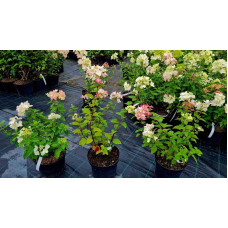 Гортензія волотиста Даймонд Руж ® / Рендіа ® | Hydrangea paniculata Diamant Rouge ® / Rendia ®| Гортензия метельчатая Даймонд Руж ® / Рендиа ®