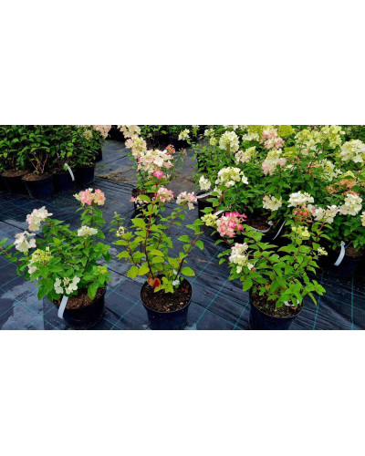 Гортензія волотиста Даймонд Руж ® / Рендіа ® | Hydrangea paniculata Diamant Rouge ® / Rendia ®| Гортензия метельчатая Даймонд Руж ® / Рендиа ®