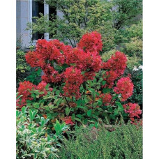 Гортензія волотиста Даймонд Руж ® / Рендіа ® | Hydrangea paniculata Diamant Rouge ® / Rendia ®| Гортензия метельчатая Даймонд Руж ® / Рендиа ®