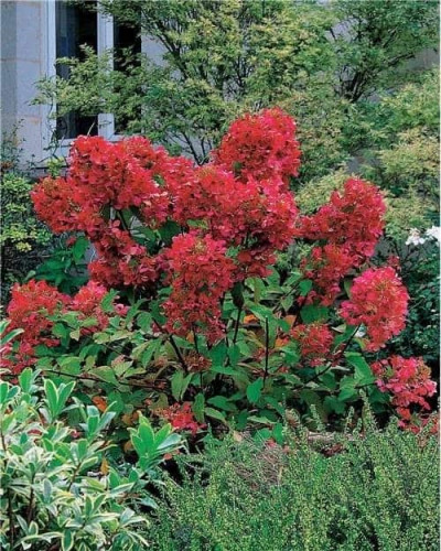 Гортензія волотиста Даймонд Руж ® / Рендіа ® | Hydrangea paniculata Diamant Rouge ® / Rendia ®| Гортензия метельчатая Даймонд Руж ® / Рендиа ®