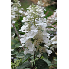 Гортензія волотиста Грандіфлора | Hydrangea paniculata Grandiflora | Гортензия метельчатая Грандифлора