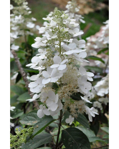 Гортензія волотиста Грандіфлора | Hydrangea paniculata Grandiflora | Гортензия метельчатая Грандифлора